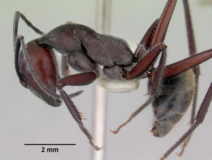 Camponotus suffusus